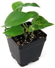 Golden Pothos Plant Live Indoor Outdoor Garden Epipremnum Aureum Best Gift New