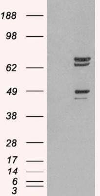 SHP-2/PTPN11 Antibody