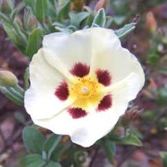 Labdanum Scented Oil by Me Fragrance - 0.33 oz (In Dropper Bottle)