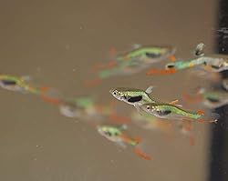 Quinn's Fins Green Laser Endler Livebearer Guppy Pair 