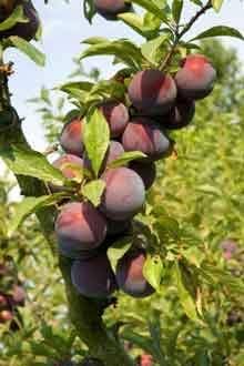 Japanese Burbank Plum Tree - Bare Root Live Fruit Tree, Semi-Dwarf, Hardy Zones 4-9, Sweet Yellow-Orange Flesh