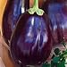 Eggplant Black Beauty Great Heirloom Vegetable BULK 7,000 Seeds