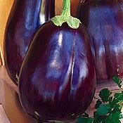 Eggplant Black Beauty Great Heirloom Vegetable BULK 7,000 Seeds