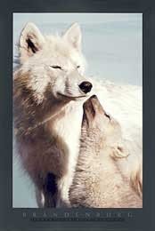 Art Poster Print - Wolf Harmony - Artist: Jim Brandenburg- Poster Size: 36 X 24