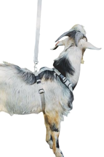 Asatre Goat Harness