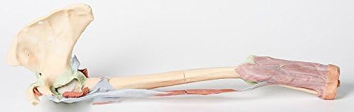 3D Printed Upper Limb - Biceps, Bones and Ligaments