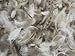 Bulk Goose Down Pillow Feathers - by The lb 10/90 Grey Stuffing Mix