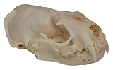 Real Bone Mink Skull