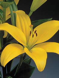 Live Green elegant Asiatic lily pavia fresh blooms flower for home gardening (pack of 5pack)