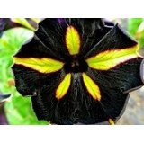 50 Starry Black Petunia Seeds