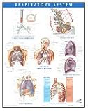 Respiratory System Chart, Netter, Frank H., 1929007299