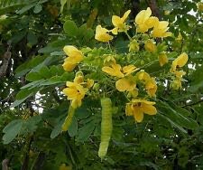 Cassia Glauca Scrambled Egg Bush Yellow Flowers Seeds AMND-217