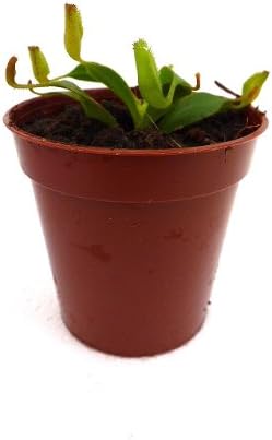 Amazon 食虫植物 Nepenthes Fusca ネペンテス フスカ Y S 観葉植物 オンライン通販