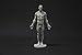 Male Anatomy Figure Collection: Planar, Ecorche and Skin - Anatomical Reference for Artists