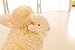 LUCKSTAR(TM) Off-white 28CM Lovely Soft Sheep Goat Animal Stuffed Plush Doll Toy Birthday Gift Home Decoration