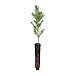 Colorado Blue Spruce Small