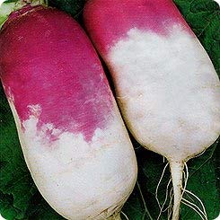 Turnip Purple Top White Globe up to 20 Seeds