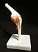 ZJKC Life Size Human Elbow Joint Anatomical Model Skeleton Medical Anatomy Teach Model
