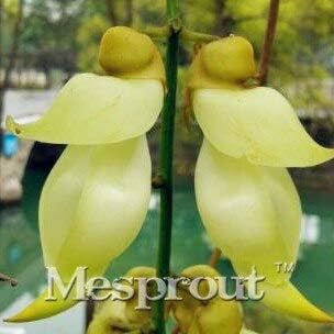 Amazon Co Jp 10 スズメの花の種 鉢植えの種 15種類の色の花の種の庭の植物 多年生の植栽 個 Diy Tools Garden