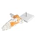 tinsay Human Foot Ankle Joint Model with Ligament Foot Skeleton Model with Ligament Foot Joint Anatomical Teaching Model Life Size