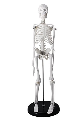 Monolife 人体骨格模型 骨格標本 稼動 直立 スタンド 教材 45cm 1 4 モデル ブラック 台座 丸 の買取価格 相場 高価買取なら買取一括比較のウリドキ