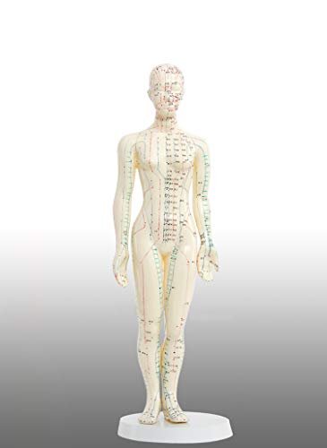 Doc.Royal Human Model Acupuncture and Moxibustion Female Model 48cm (18.8 in)