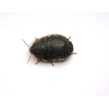 Dubia Cockroach Medium Tub Of 15 Approx 28mm Amazon Co Uk Pet