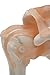 Shoulder Joint Model,Kouber Human Anatomical Model,Life Size,Height 9