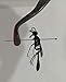Insects4Sale Insect Pinning Forceps & Butterfly Forceps, Set of 2
