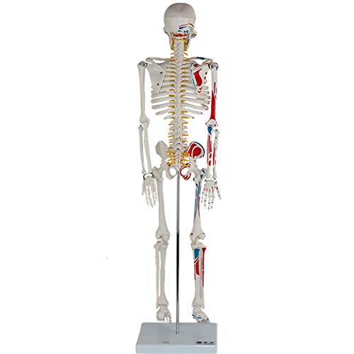ZQDL 85CM Human Skeleton Model with The Half-Muscle Coloring Point Spine Nerve Medical Teaching Equipment - Thumbnail 2
