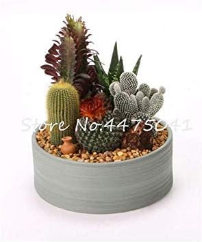 . 100 Pcs/Bag Rainbow Mini Cactus Rare Succulents Indoor Flowering Cactus Plant Perennial Garden Ornaments Semillas De Flor: 15