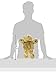 Gelly Belly Bear Hot/Cold Therapy Pack, Honey Bear