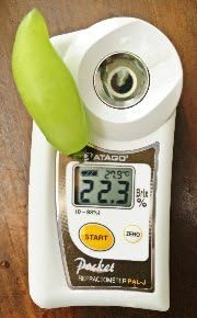 Amazon お中元 フルーツ 果物 ぶどう 岡山県産 ゴールドフィンガー 4g以上 岡山産 ギフト 化粧箱 Veraison ぶどう 通販 Amazon お中元 フルーツ 果物 ぶどう 岡山県産 ゴールドフィンガー 4g以上 岡山産 ギフト 化粧箱 Veraison ぶどう 通販