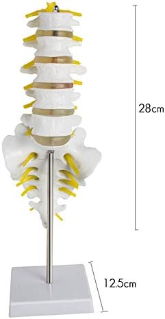 Human Spine Model,Funchic Life Size Vertebral Column with Details Vertebrae,Spinal Nerves,Lumbar & Pelvis-Medical Human Lumbar Spine Demonstration Model Anatomy Model