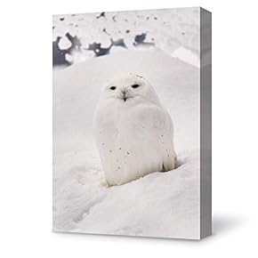 Winter Snow Owl Painting Wall Poster Decor for...
