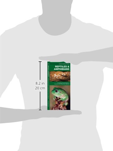 image for POCKET NATURALIST Reptiles & Amphibians: A Folding Pocket Guide to Fam