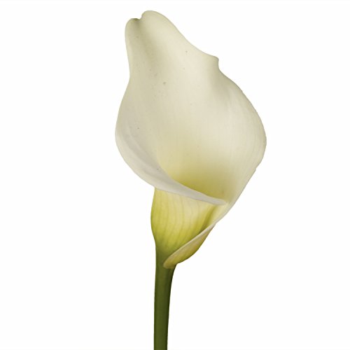 GlobalRose 18 Fresh Open Cut White Calla Lilies - Fresh Flowers For Birthdays, Weddings or Anniversary. - Thumbnail 2