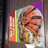 Paperback How a Hermit Crab Grows Book