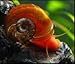 5+ Bright Red Ramshorn Snails (1/4 to 1 inch diameter)