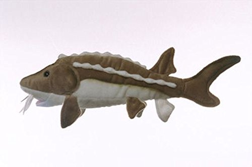 plush sturgeon