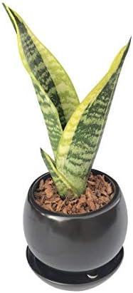 花のギフト社 サンスベリア 虎の尾 サンスベリアミニ 流行 ミニ観葉植物 サンスベリア鉢植え