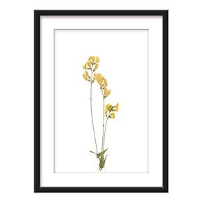 Framed Plant Leaves Specimen Yellow Flowers Art in...