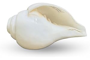 Shankh Original Shankh | Bajne Wala Puja Sankha | Conch Shell, Pooja Blowing Shankha 4 Inch
