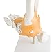 tinsay Human Foot Ankle Joint Model with Ligament Foot Skeleton Model with Ligament Foot Joint Anatomical Teaching Model Life Size