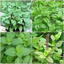 3 HOLY Basil Plants~TULSI~Sacred Basil Well Rooted Live Plants 5 to 10 INCHES