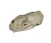 Real Mink Skull (Cleaned and Assembled Adult American Mink Skull)