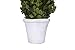Preserved Boxwood Cone Shaped Topiary in Clay Pot