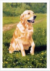 Golden Retriever Fine Art Blank Greeting Card