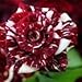 Tiger Stripes Flower - Rosa Seeds Rose - 10 Seeds - Qualityseeds4less Exclusive