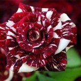 Tiger Stripes Flower - Rosa Seeds Rose - 10 Seeds - Qualityseeds4less Exclusive